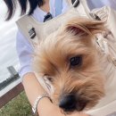 강아지 이동가방 컴피라비올리 원마일백 장단점 | 내돈내산 6개월 사용 후기