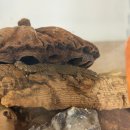 제이엔디 | 하남 크레 파충류샵 후기｜제이엔디 게코에서 게코 구경하고 왔어요