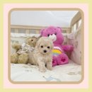 퍼피댕 안심분양소 강아지분양 애견입양 천안아산점 이미지