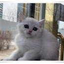 [3분기] 생활헤어미용 | 코리안쇼트헤어 성격 후기와 입양 체크리스트