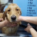 골든셀프워시 이미지