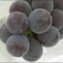 윤씨농장 이미지