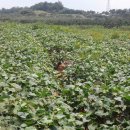 호꿀이네 이미지