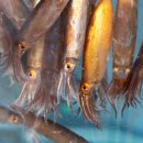 어부의노래 이미지