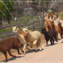 알파카월드 이미지