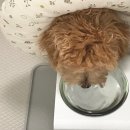 토리켄넬 이미지
