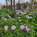 파주수국길플랫폼 이미지