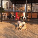 러브독 애견스쿨 이미지