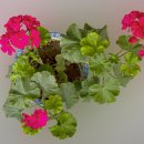제라듐(Geranium) 이미지