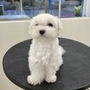 멍개구름 이미지