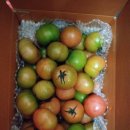 한라봉브로콜리 이미지