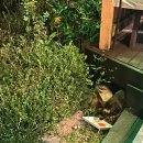 풍차랑 허브랑 이미지