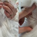 초읍동물병원 이미지