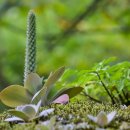 새벽이슬 이미지