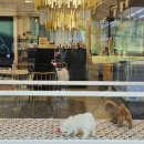 예쁘댕냥 이미지