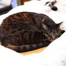 착한 고양이 이미지