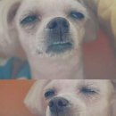 전주김밥 이미지