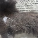 블루밍 펫 살롱 이미지