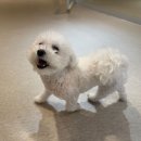 멍치원 | 광안애견호텔!! 멍치원 후기 남겨요