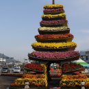 함평 엑스포공원 국향대전(2) 이미지