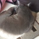 초코PC 이미지