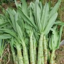 정남농장 이미지