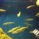 은빛물고기 이미지