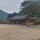 창원 인곡리 모과나무 이미지