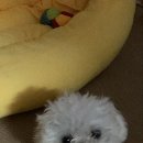 서가네오리 이미지