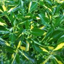 예인농장 이미지