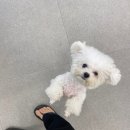 씨유 부산시청 | [부산 시청역 미용실] 단발 CS컬펌 후기 “미추헤어”