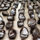 곰발바닥