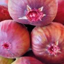 동네농장(2) 이미지