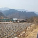 [홍천나무시장] 홍천읍 산림조합, 임산물산지 종합유통센터, 각종 묘목판매 (3/11~4/20)