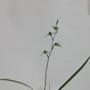 제주의 한란 이미지