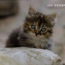 24시모란동물메디컬센터