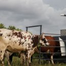 그린피드(greenfeed) 이미지