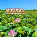 맥도생태공원 | 부산 연꽃 명소 맥도 생태공원 강서 로스터리 카페 코스