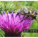 씨엠건강나라 이미지