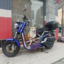 샤워앤독 이미지