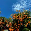 해바라기카페 이미지