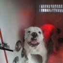 도그베이 이미지