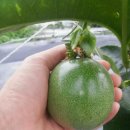 참살이농원 이미지