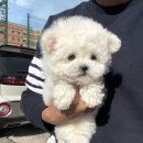 몽냥몽냥 강아지분양 일산점 | 생각이 정리된 날 몽냥몽냥 강아지분양 일산점