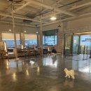 아띠멍멍 이미지