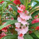봉선화 - 삼척시 | 봉선화