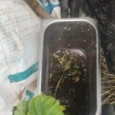5일 산딸기 따묵기 이미지
