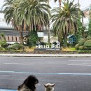 다솜켄넬 이미지