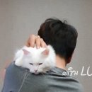 그르릉 이미지