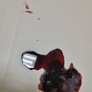 고마워강아지 이미지